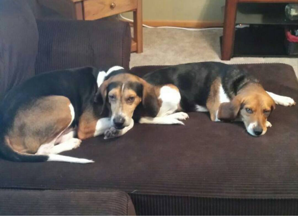 Ellie - The Road Home Animal Project