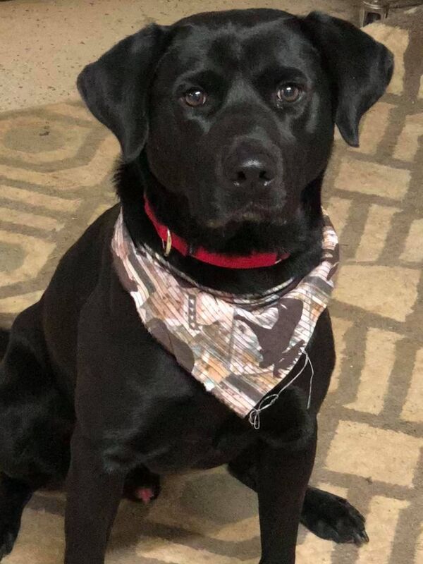 Elvis - The Road Home Animal Project