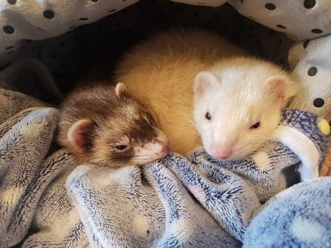 Ferrets - The Road Home Animal Project