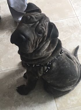 Finley - The Road Home Animal Project