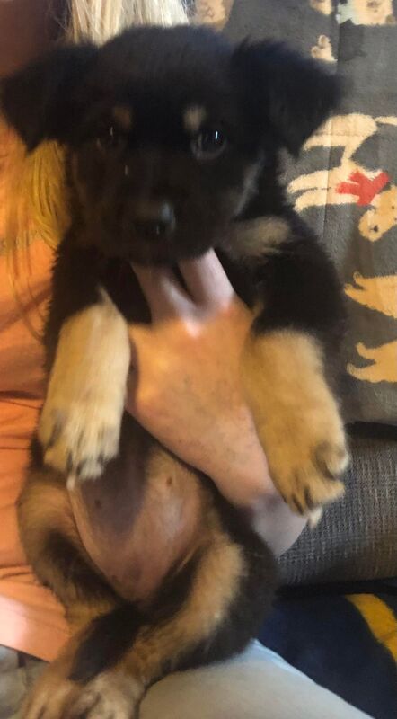 Fiona - The Road Home Animal Project