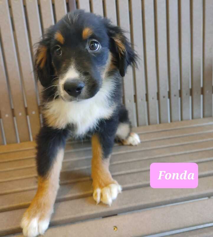 Fonda - The Road Home Animal Project