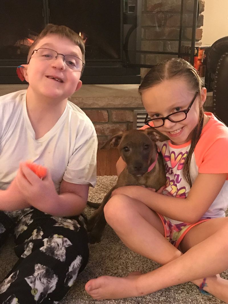 Foxy - The Road Home Animal Project