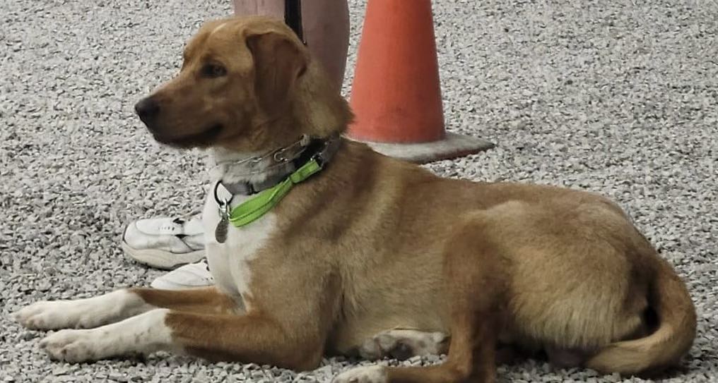 George - The Road Home Animal Project