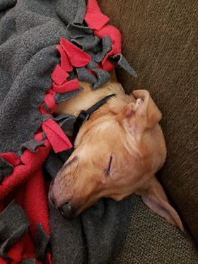 Gilbert - The Road Home Animal Project