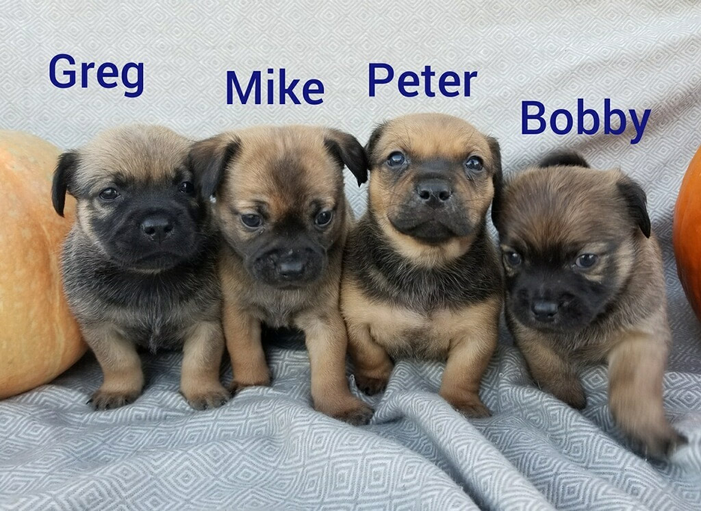 Gred, Mike, Peter, and Bobby - The Road Home Animal Project