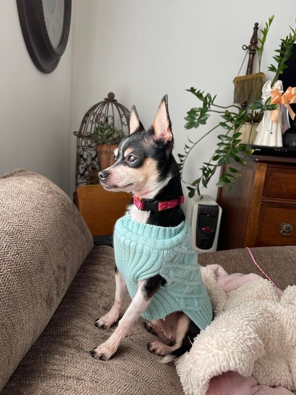 Halee - The Road Home Animal Project