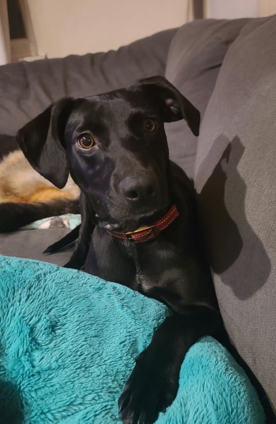 Hope - The Road Home Animal Project