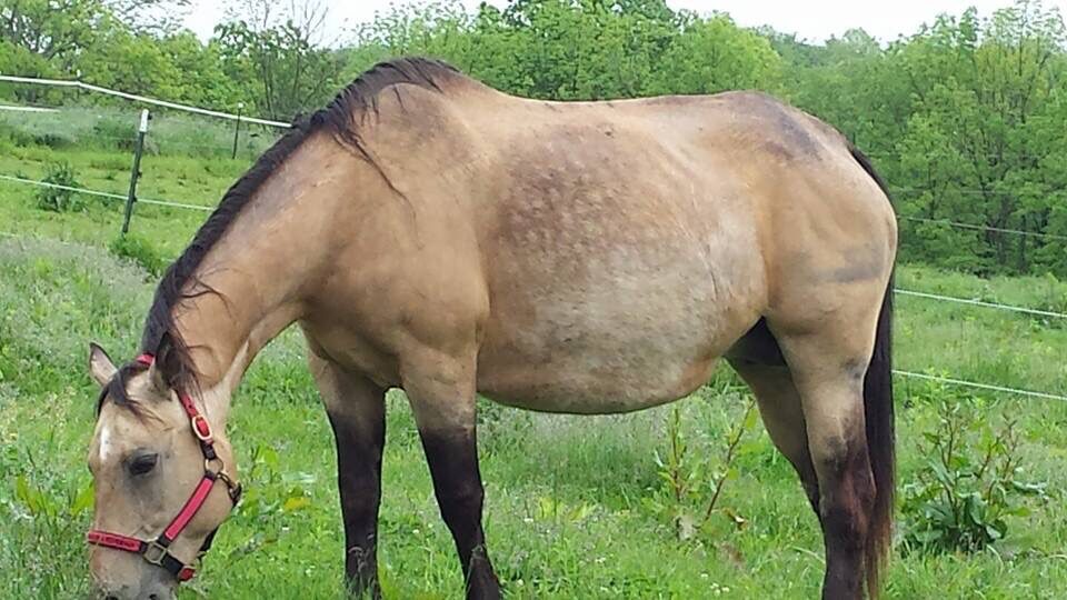 Horse - The Road Home Animal Project