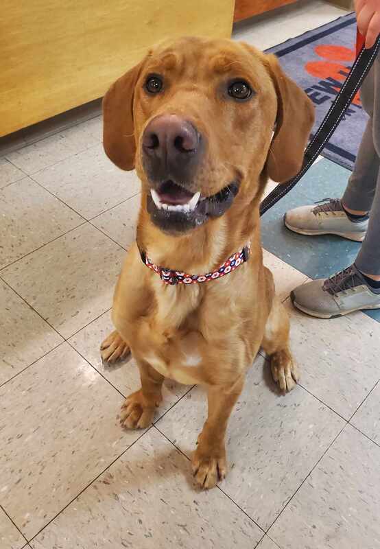 Jack - The Road Home Animal Project