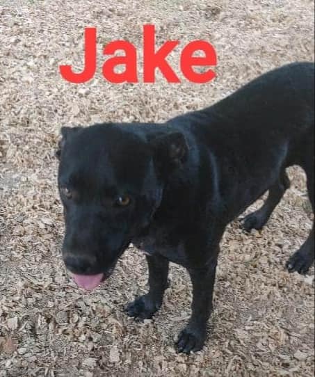 Jake - The Road Home Animal Project