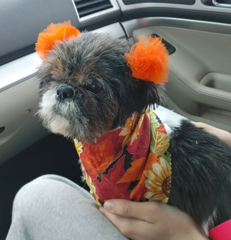 Jamie Lee - The Road Home Animal Project