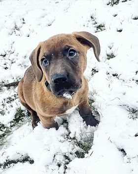 Jaxon Bo - The Road Home Animal Project