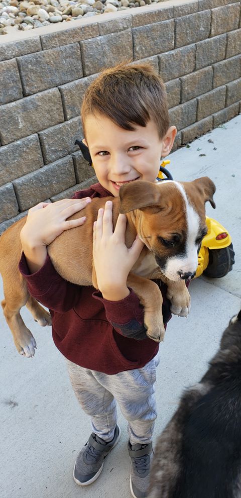 JJ - The Road Home Animal Project