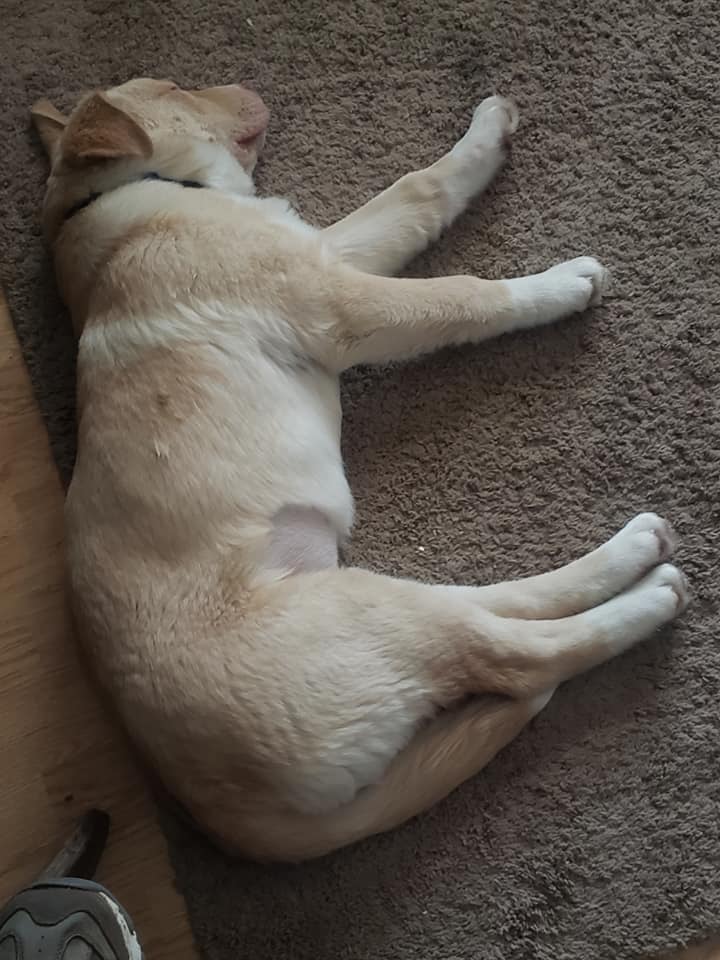 Kesha - The Road Home Animal Project