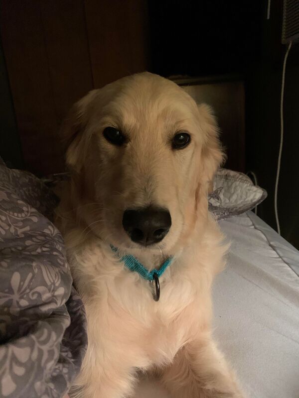 Kobe - The Road Home Animal Project