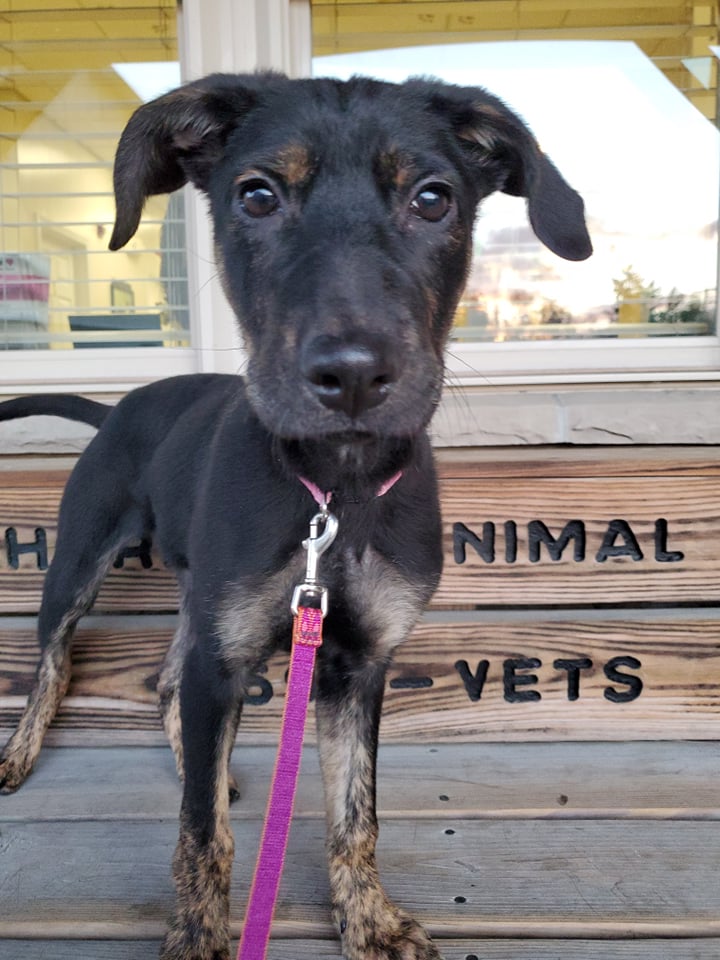 Kylie - The Road Home Animal Project