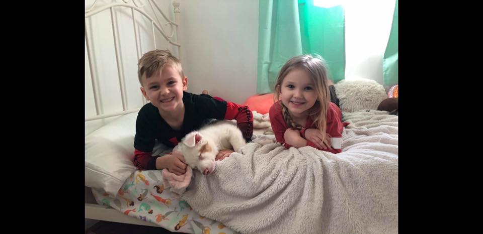 Laci - The Road Home Animal Project