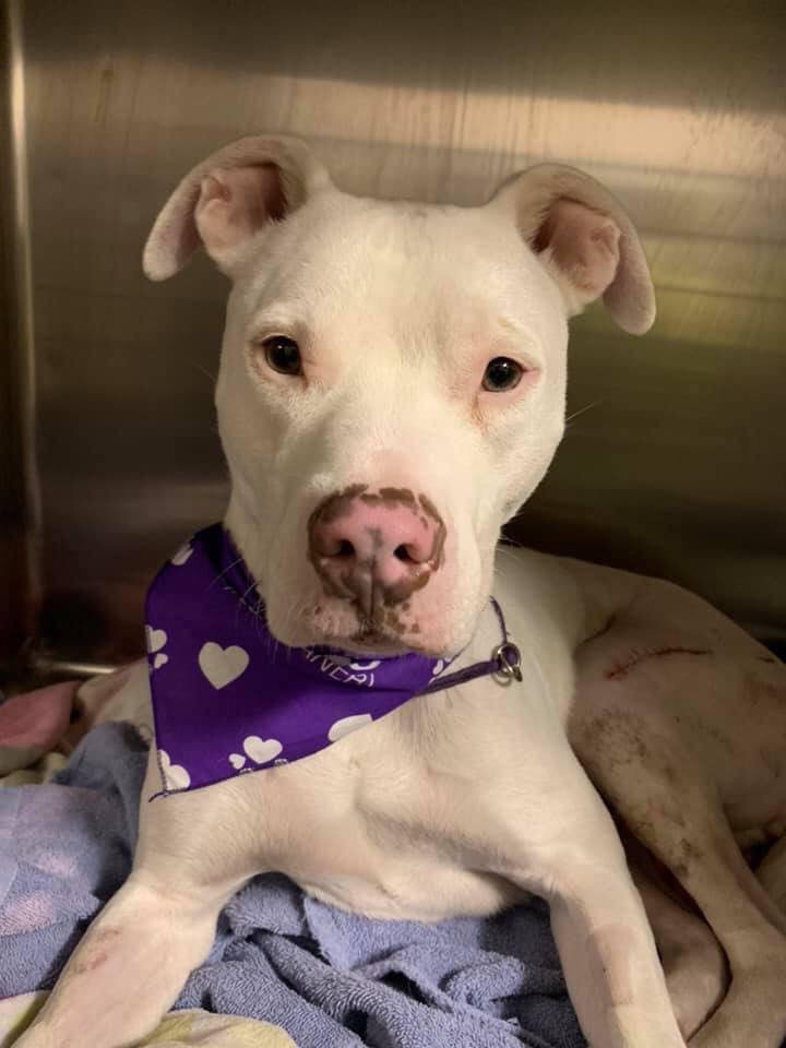 Lanie - The Road Home Animal Project