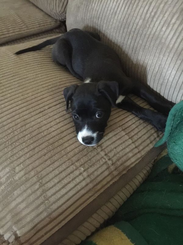 Layla - The Road Home Animal Project