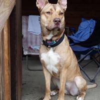 Layla - The Road Home Animal Project