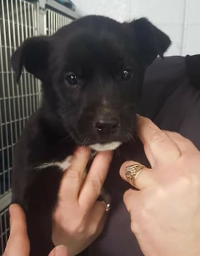Lenny - The Road Home Animal Project