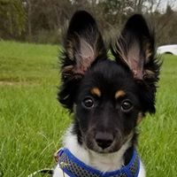 Leo - The Road Home Animal Project