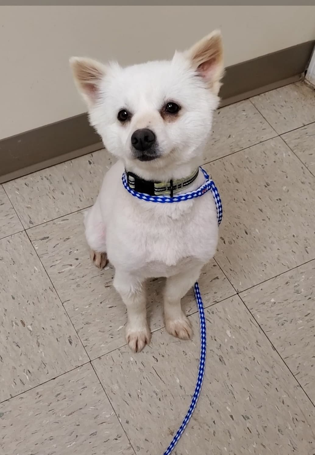 Libby - The Road Home Animal Project