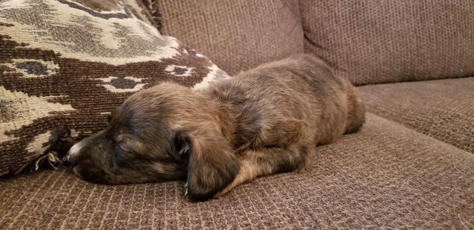 Little Man - The Road Home Animal Project