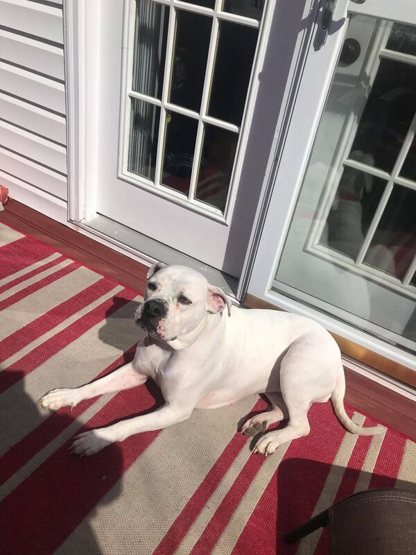 Loretta - The Road Home Animal Project