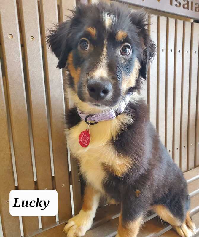 Lucky - The Road Home Animal Project