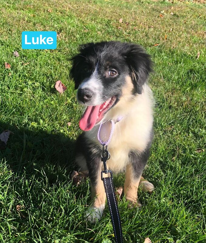 Luke - The Road Home Animal Project