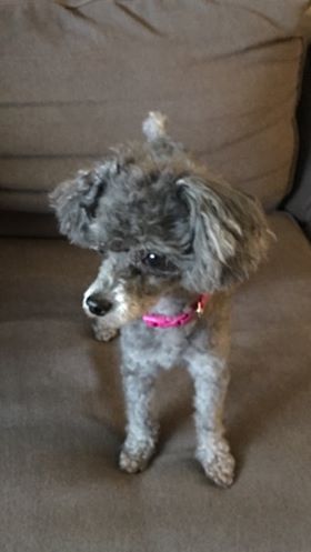 Maggie - The Road Home Animal Project