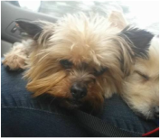 Malu - The Road Home Animal Project