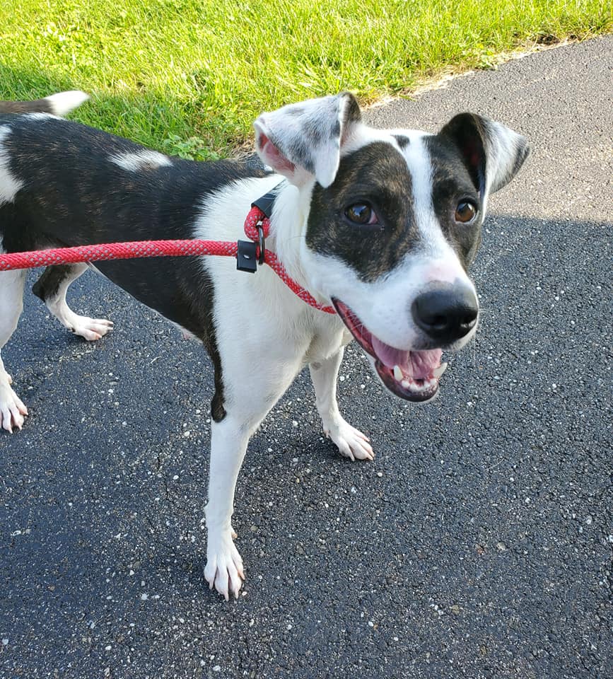 Maple - The Road Home Animal Project