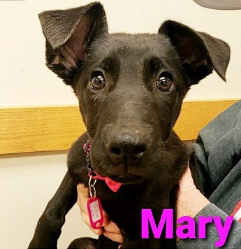 Mary - The Road Home Animal Project
