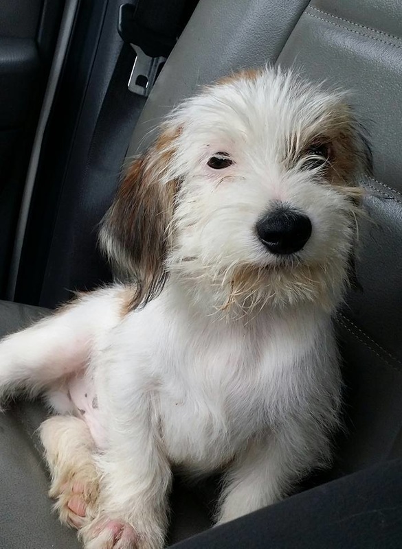 Mason - The Road Home Animal Project