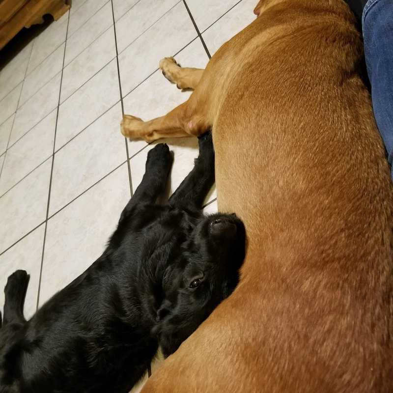 Maverick - The Road Home Animal Project