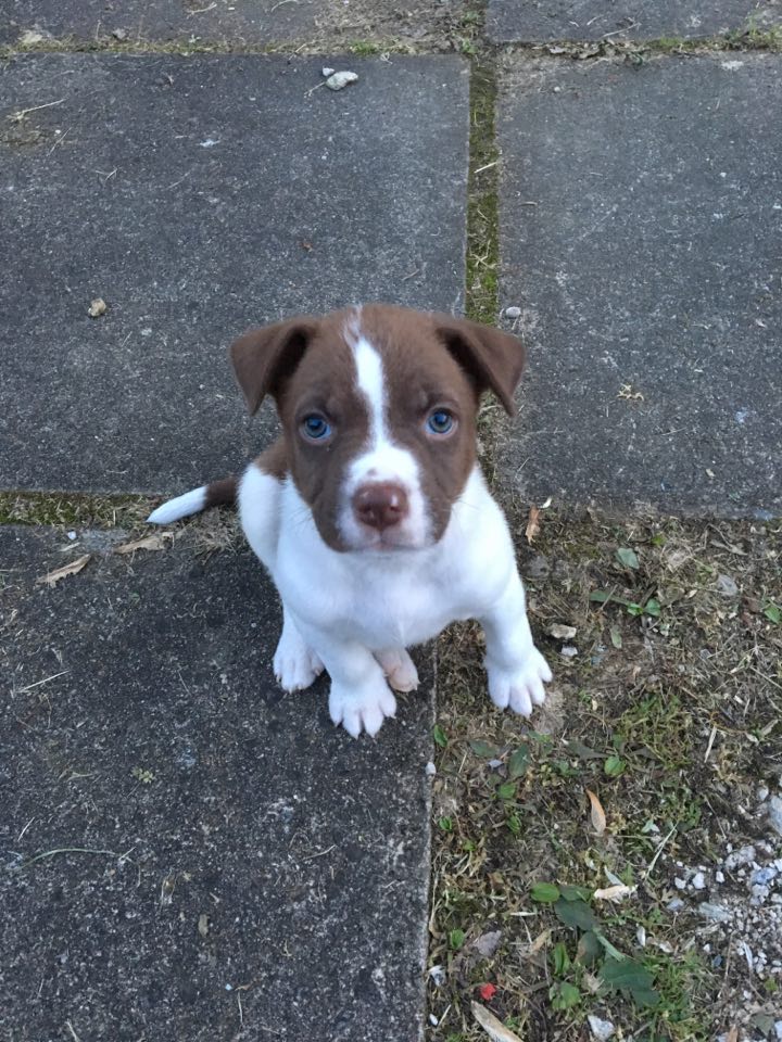 Maximus - The Road Home Animal Project