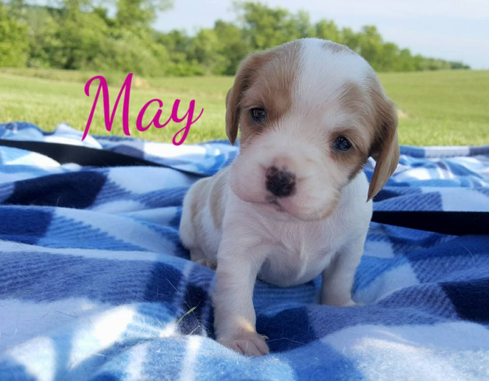 May - The Road Home Animal Project