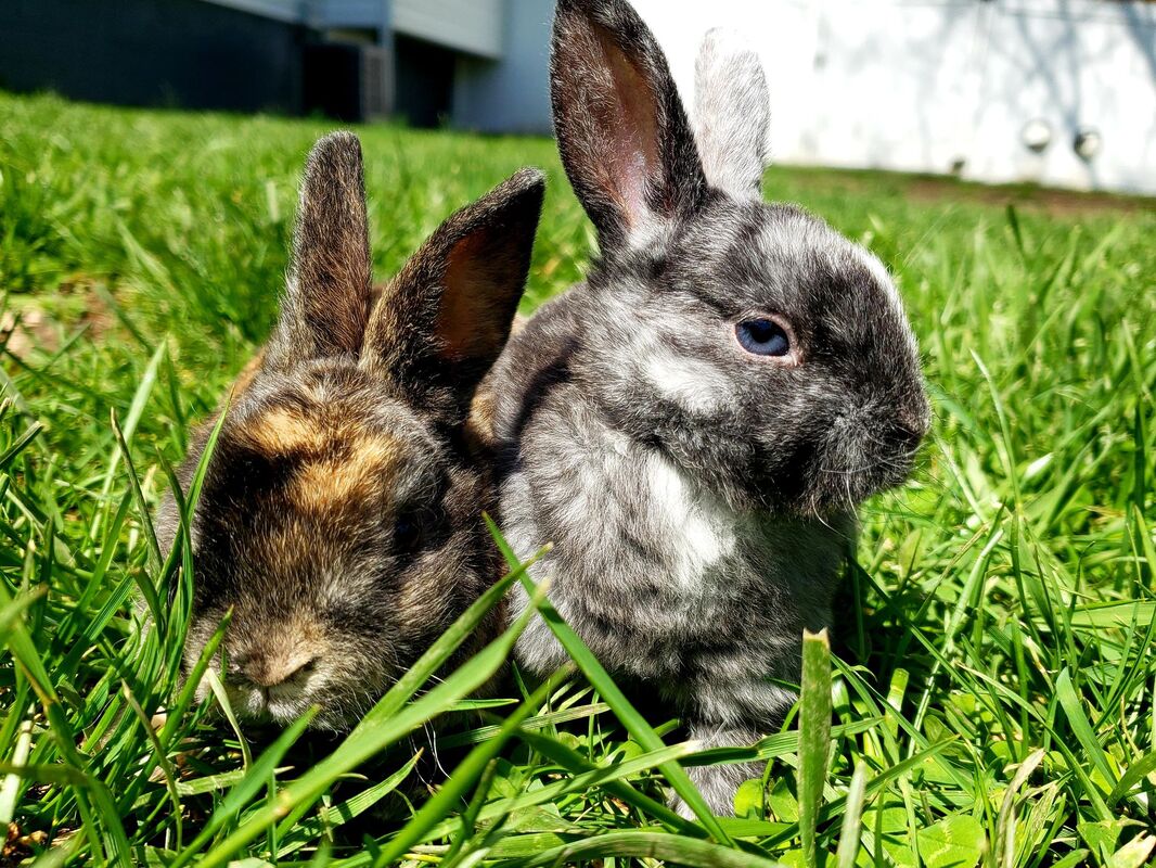 Mel and Kerry - The Road Home Animal Project