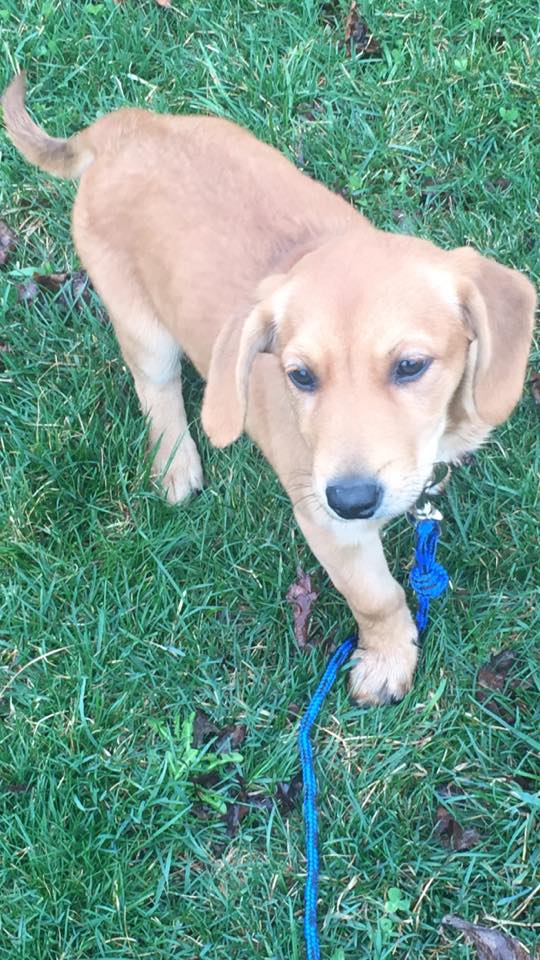 Mellody - The Road Home Animal Project