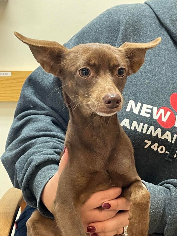 Meme - The Road Home Animal Project