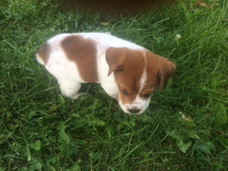 Merrick - The Road Home Animal Project