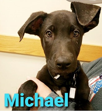 Michael - The Road Home Animal Project