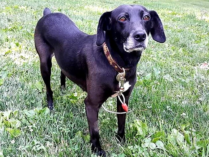 Minnie - The Road Home Animal Project