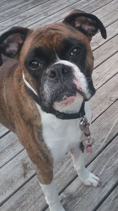 Mischya - The Road Home Animal Project