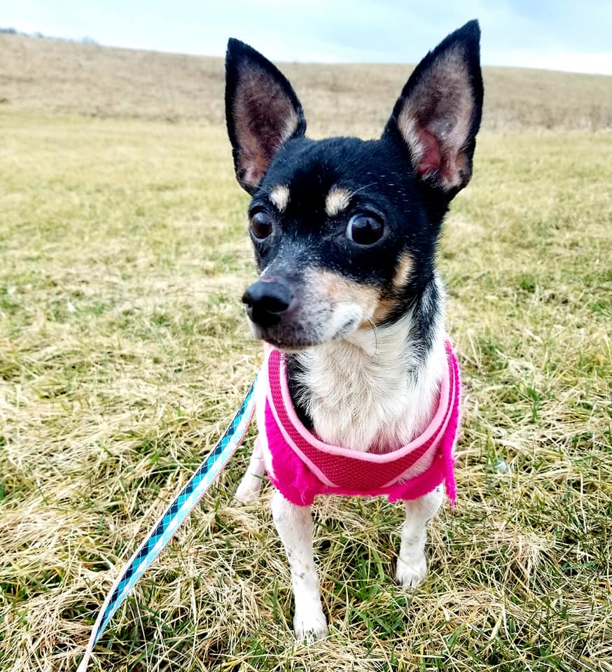 Miss Peanut - The Road Home Animal Project