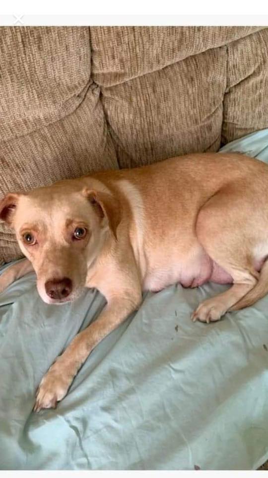 Miss Pretty - The Road Home Animal Project