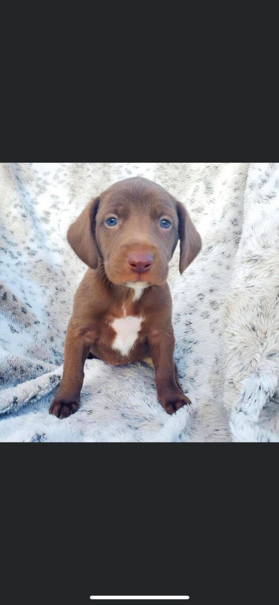 MJ - The Road Home Animal Project